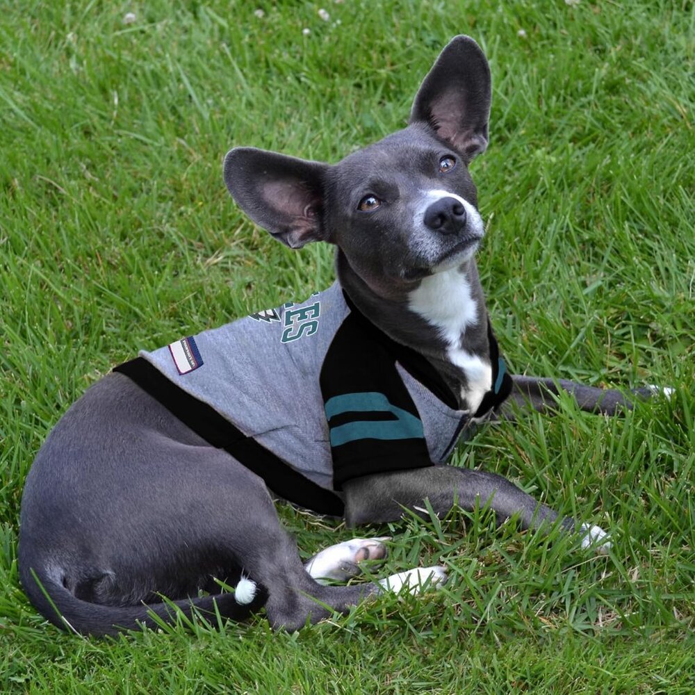 NFL Philadelphia Eagles Hoodie for Dogs & Cats. | NFL Football Licensed Dog Hood - Picture 4 of 5